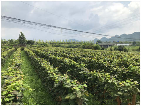 888集团电子游戏(中国游)有限公司官网